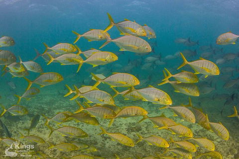 Ningaloo Reef Whale Shark Snorkeling Adventure Apr-July - Accommodation in Bendigo 5