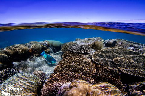 Ningaloo Reef Whale Shark Snorkeling Adventure Apr-July - Accommodation in Bendigo 8