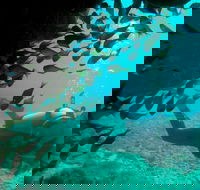 Scuba Dive Ningaloo Reef - Accommodation in Bendigo