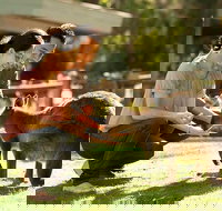 Very Best of Perth Tour - Wildlife Park  City Highlights Tour - Accommodation in Bendigo