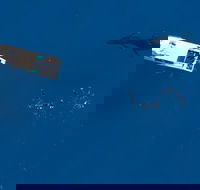 Humpback Whale Swim Ningaloo Reef - Accommodation in Bendigo