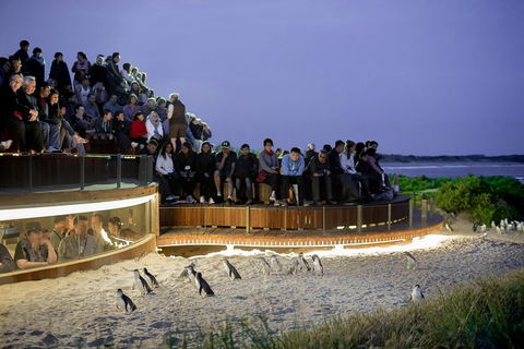 1 Day Private Phillip Island Tour (VIP Charter Up To 9 People) - Accommodation in Bendigo 0