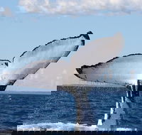Phillip Island Whale Watching Tour - Accommodation in Bendigo