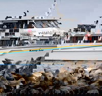 Phillip Island Seal-Watching Cruise - Accommodation in Bendigo
