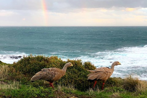 Phillip Island Penguins Private Tour - Accommodation in Bendigo 8