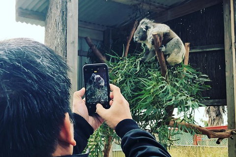 Phillip Island Penguins Private Tour - Accommodation in Bendigo 3