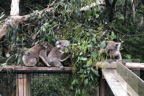 Phillip Island Penguins Private Tour - Accommodation in Bendigo 6
