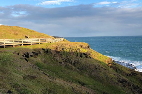 Phillip Island Penguins Private Tour - Accommodation in Bendigo 7