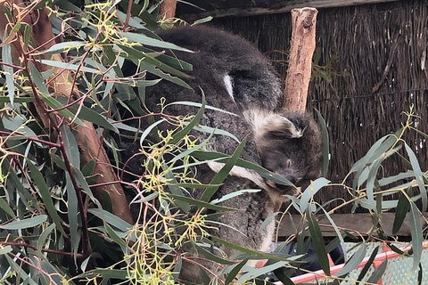 Phillip Island Penguins Private Tour - Accommodation in Bendigo 9