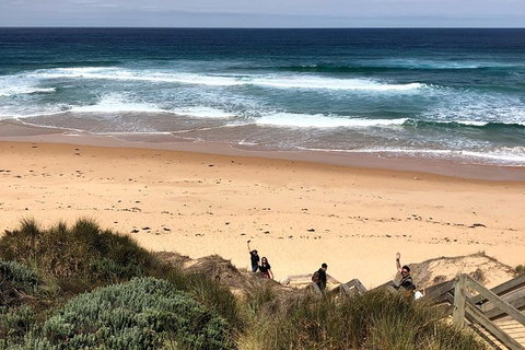 Phillip Island Penguins Private Tour - Accommodation in Bendigo 4