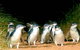 Phillip Island Penguins Private Tour - thumb 2