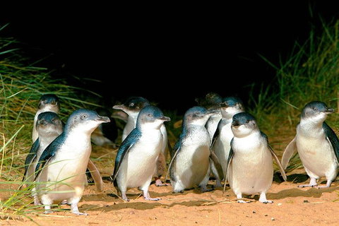 Phillip Island Penguins Private Tour - Accommodation in Bendigo 2