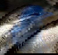 Bonnet Island Experience departing from Strahan - Accommodation in Bendigo