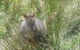 Leven Canyon Day Trip Including Wings Wildlife Park Or Gunns Plains Caves From Devonport, Ulverstone Or Burnie - thumb 0