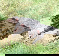 Day Keeper Tour - Accommodation in Bendigo