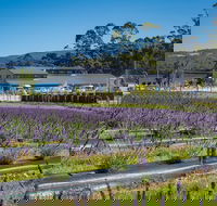 Private Tasman Peninsula Cruise Ship Tour from Port Arthur - Accommodation in Bendigo