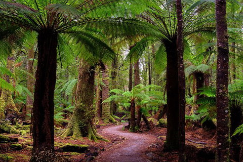 4-Day Tarkine Wilderness Photography Workshop - Accommodation in Bendigo 1
