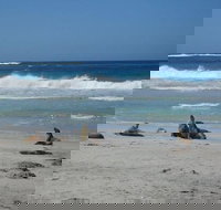 Kangaroo Island in a Day Tour from Adelaide - Accommodation in Bendigo