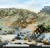 Small-Group Kangaroo Island 4WD Tour from Adelaide - Accommodation in Bendigo