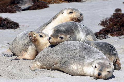 Small-Group Kangaroo Island 4WD Tour From Adelaide - Accommodation in Bendigo 1