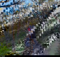 Mount Lofty Hike and Cleland Wildlife Park Day Trip from Adelaide - Accommodation in Bendigo