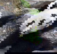 Adelaide Zoo Behind the Scenes Experience Exclusive Giant Panda Experience - Accommodation in Bendigo