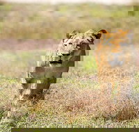 Lions at Bedtime and a day at Monarto Safari Park - Accommodation in Bendigo