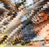 Adelaide Zoo Behind the Scenes Experience Koala Encounter - Accommodation in Bendigo