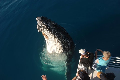 Hervey Bay Whale Watching Experience - Accommodation in Bendigo 0