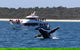 Hervey Bay Whale Watching Experience - thumb 1