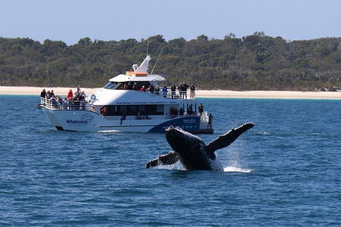 Hervey Bay Whale Watching Experience - Accommodation in Bendigo 4