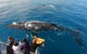 Hervey Bay Whale Watching Experience - thumb 6