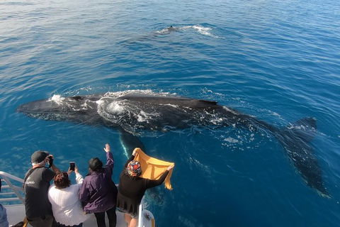 Hervey Bay Whale Watching Experience - Accommodation in Bendigo 6