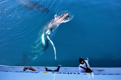 Hervey Bay Whale Watching Experience - Accommodation in Bendigo 3