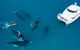 Hervey Bay Whale Watching Experience - thumb 7