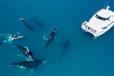 Hervey Bay Whale Watching Experience - Accommodation in Bendigo 7