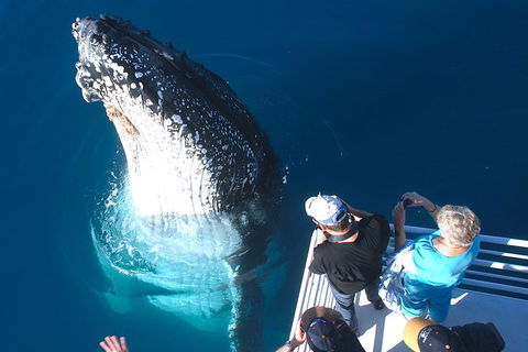Hervey Bay Whale Watching Experience - Accommodation in Bendigo 14