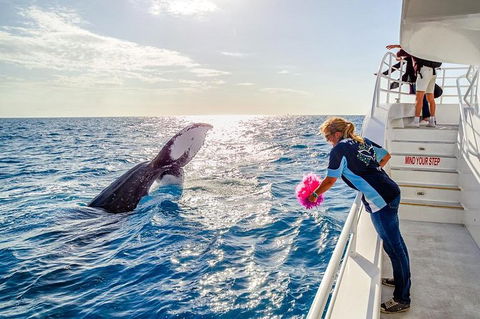 Hervey Bay Whale Watching Experience - Accommodation in Bendigo 8
