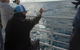 Hervey Bay Whale Watching Experience - thumb 13