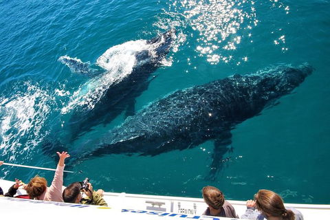 Hervey Bay Whale Watching Experience - Accommodation in Bendigo 12