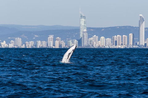 Half-Day Whale Watching And Canal Cruise From Surfers Paradise - Accommodation in Bendigo 1