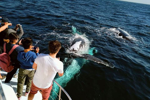 Half-Day Whale Watching And Canal Cruise From Surfers Paradise - Accommodation in Bendigo 0
