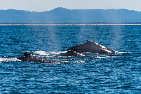 Half-Day Whale Watching And Canal Cruise From Surfers Paradise - Accommodation in Bendigo 4