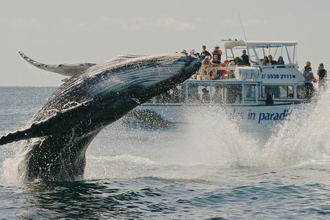 Half-Day Whale Watching And Canal Cruise From Surfers Paradise - Accommodation in Bendigo 3