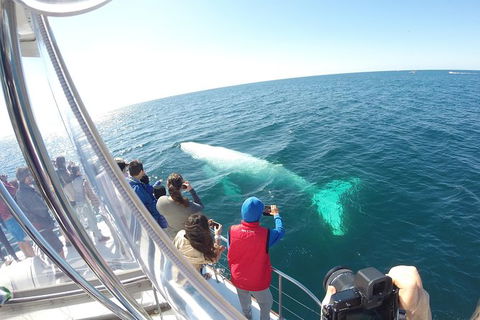 Half-Day Whale Watching And Canal Cruise From Surfers Paradise - Accommodation in Bendigo 6