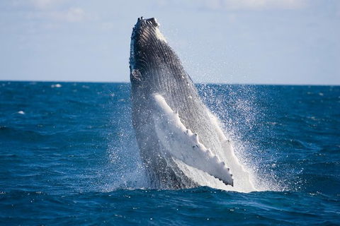 Half-Day Whale Watching And Canal Cruise From Surfers Paradise - Accommodation in Bendigo 5