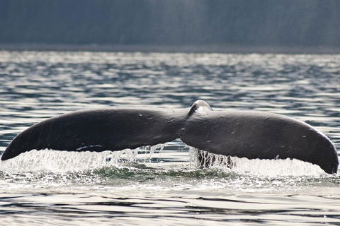 Half-Day Whale Watching And Canal Cruise From Surfers Paradise - Accommodation in Bendigo 7