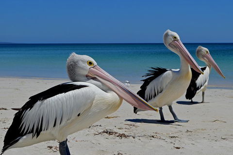 Great Sandy Marine Park Turtle Discovery And Cultural Eco Tour - Accommodation in Bendigo 4