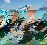 Ocean Spirit Michaelmas Cay Dive and Snorkel Cruise from Palm Cove - Accommodation in Bendigo
