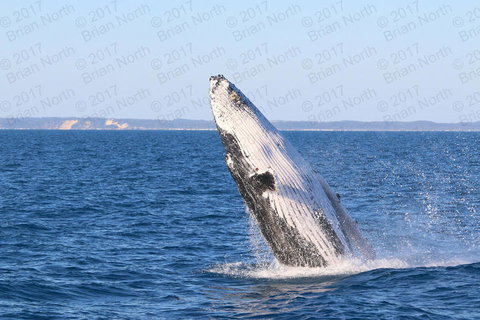 Hervey Bay Whale Watching Cruise - Accommodation in Bendigo 2